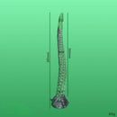 15.16in 17.32in Super Long Big Tentacle Silicone Butt Plug Dildo Anal Toy