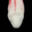 7.28in Red White Dolphin Liquid Silicone Waterproof Flexible Knot Fantasy Dildo